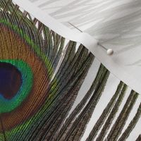 Peacock Stripe on White