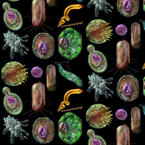CELLS montage, Protozoa, Bacteria