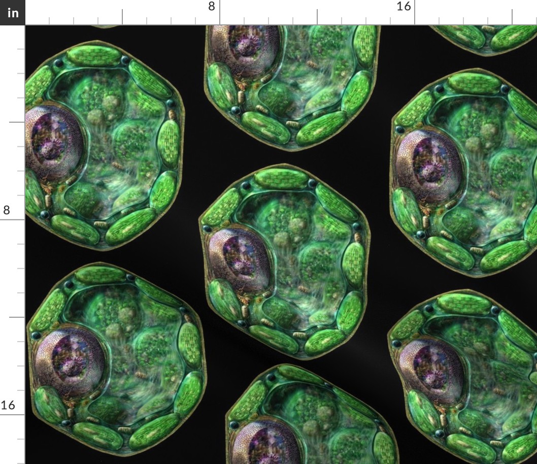 plant cell