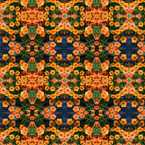 Orange Blossoms 5718
