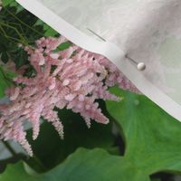 Pink Astilbe 5749