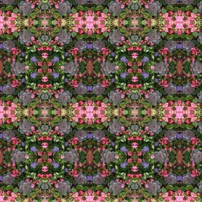 Multi-colored Succulents 5646