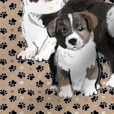 cardigan welsh corgi family