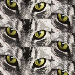 cats eyes 