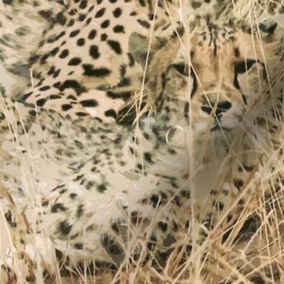 cheetahs_in_the_grass