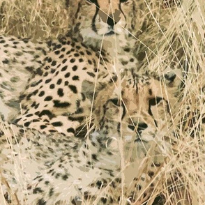 cheetahs_in_the_grass