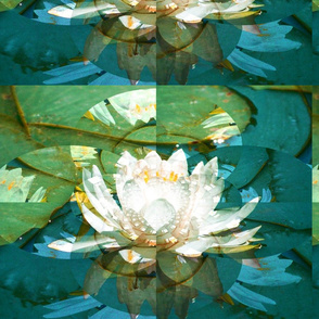 waterlily