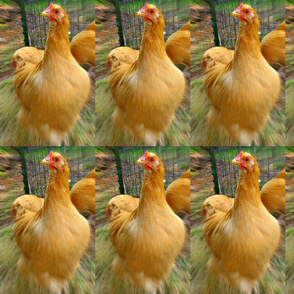 Zoom chicken1