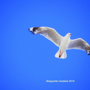 Gull_in_flight