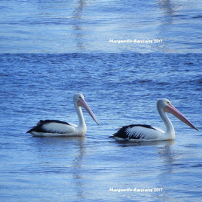 Pelicans Swimming