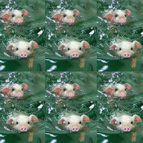 When Pigs Swim