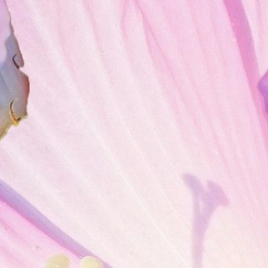 Gigantic Floating Hibiscus Blossoms