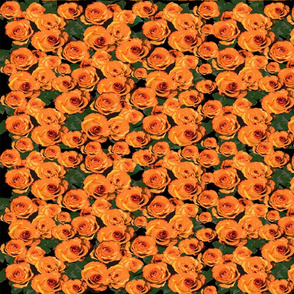 Floral_Garden_Pallet_Orange_Roses_for_Em_a_plenty