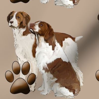 brittany_spaniels_liver_color