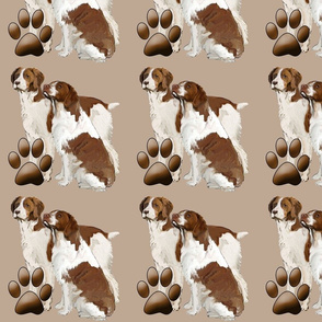 brittany_spaniels_liver_color