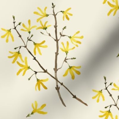 forsythia natural