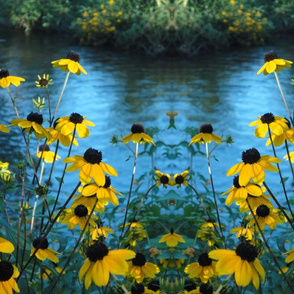 Black eyed Susans