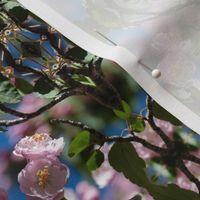 Pink Blossoms against Blue Sky