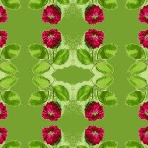 roses in lime 