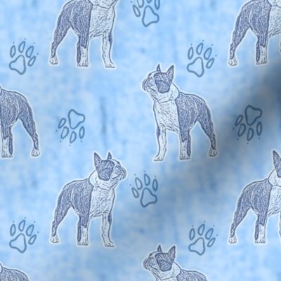 Posing Boston Terriers - blue