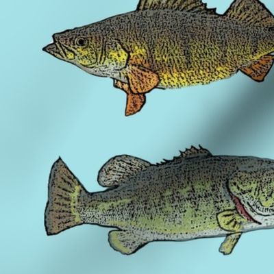 Fish Species Study