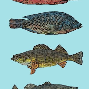 Fish Species Study