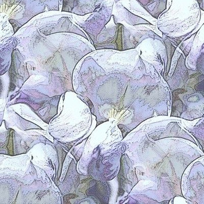Lavender wisteria