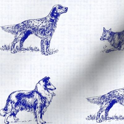 Canus Elegantus - Blue-us