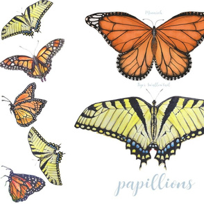 BFly Papillions A-Flutter