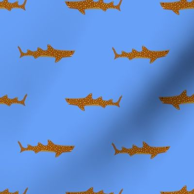 Jaugar shark 