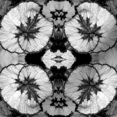 Black and White Begonias 5602-2