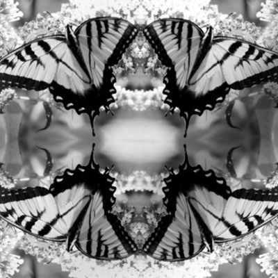 Black and White Swallowtails