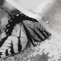 Black and White Swallowtails