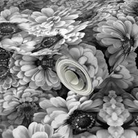 Black and White Zinnias