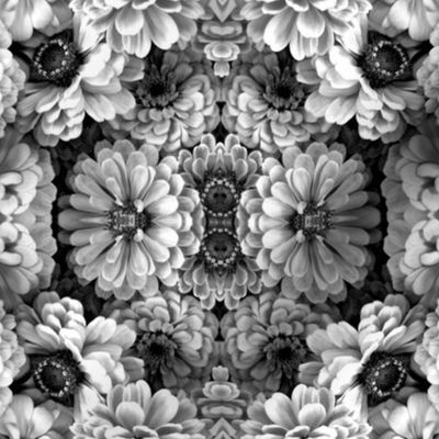 Black and White Zinnias