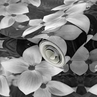 Black and White Dogwood 5168