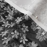 Black and White Milkweed Blossoms 5870