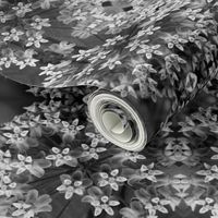 Black and White Milkweed Blossoms 5870