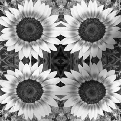Black and White Sunflower 2599