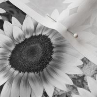 Black and White Sunflower 2599