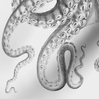 Octopus Oasis in Charcoal 