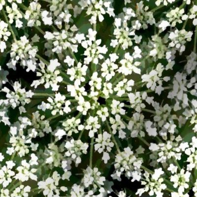 Cow parsley (small)