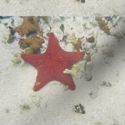 starfish