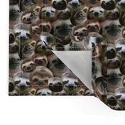 sloths & more sloths