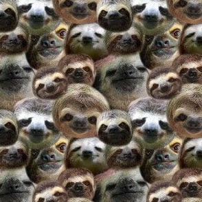 sloths & more sloths