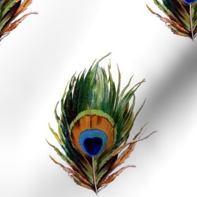 Peacock Feathers