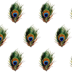 Peacock Feathers