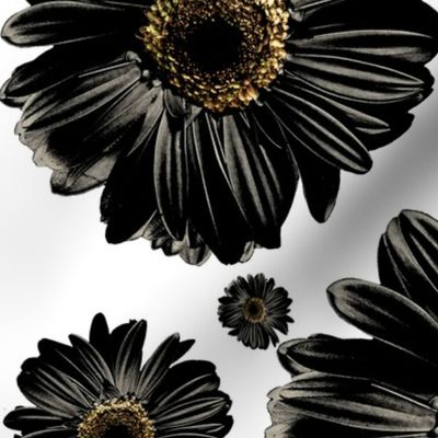 Black Daisies