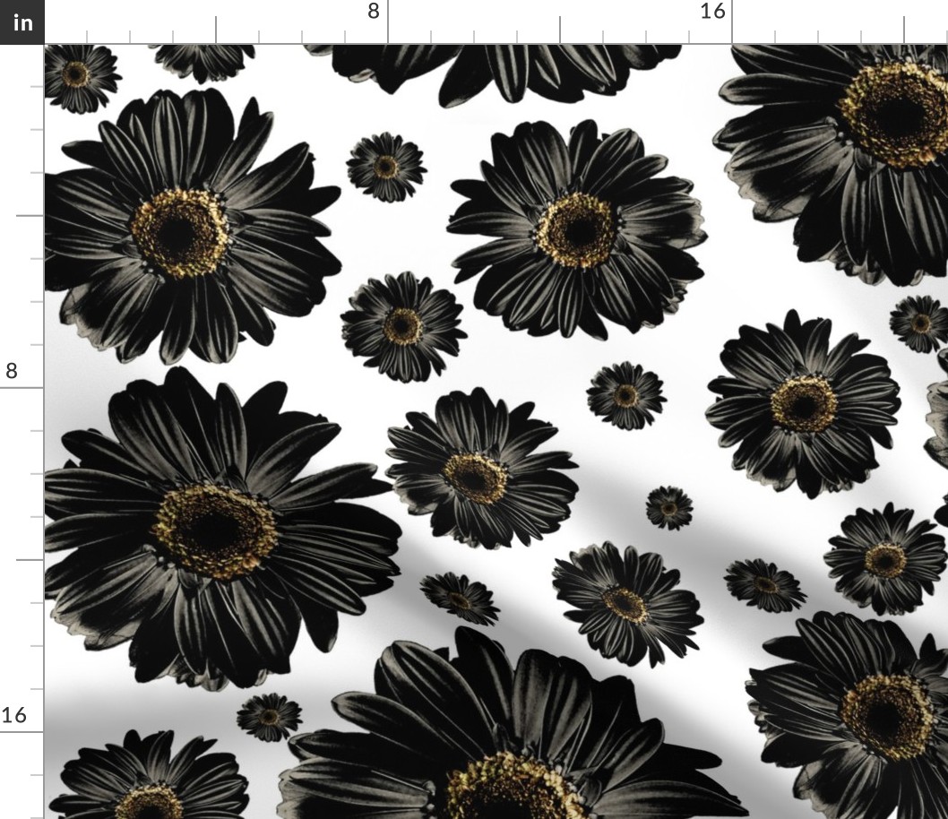 Black Daisies