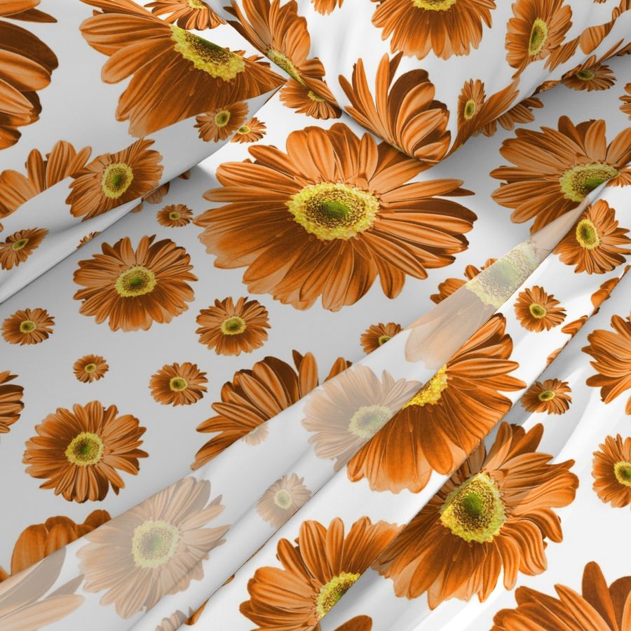 Orange Daisies